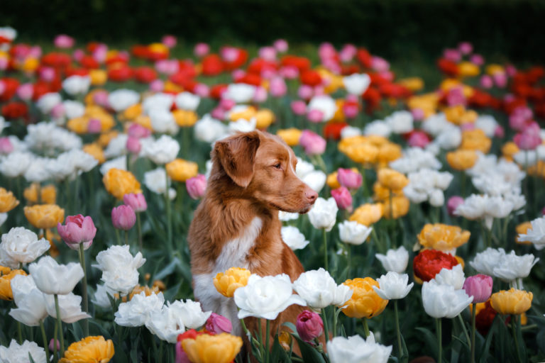 Un chien au milieu des tulipes.